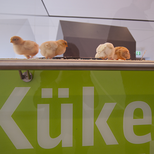 Pfalzmuseum Kükenausstellung